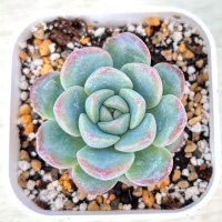 ●多肉植物 エケベリア ストロベリーアーモンド 2.5寸苗