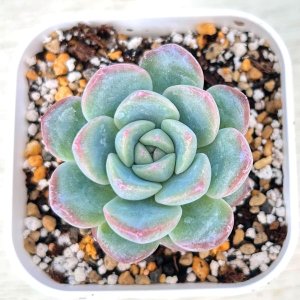 画像1: ●多肉植物 エケベリア ストロベリーアーモンド 2.5寸苗