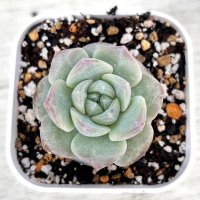 ●多肉植物 エケベリア モンロージェネレーションブラック 2.5寸苗