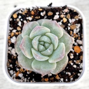 画像1: ●多肉植物 エケベリア モンロージェネレーションブラック 2.5寸苗