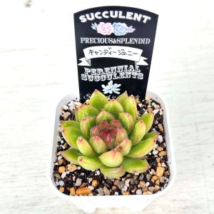 画像2: ●多肉植物 エケベリア キャンディージェニー 2.5寸苗