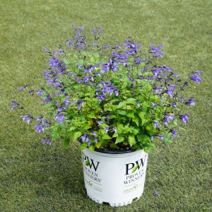 画像2: スーパーサルビア ロックンロール トゥルーブルー PW 非耐寒性多年草