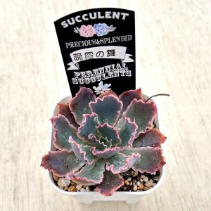 画像2: ●多肉植物 エケベリア 晩霞の舞 2.5寸苗
