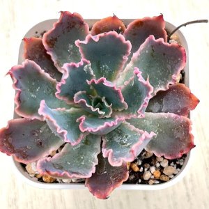 画像1: ●多肉植物 エケベリア 晩霞の舞 2.5寸苗