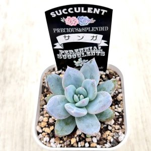 画像2: ●多肉植物 エケベリア サンガ 2.5寸苗