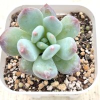 ●多肉植物 グラプトペタルム パフュームチーズ 2.5寸苗