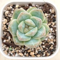 ●多肉植物 エケベリア ピンクダイアモンド 2.5寸苗