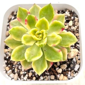 画像1: ●多肉植物 セデベリア レディジア錦 2.5寸苗
