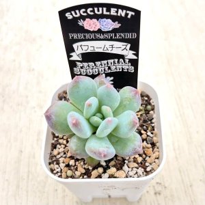 画像2: ●多肉植物 グラプトペタルム パフュームチーズ 2.5寸苗
