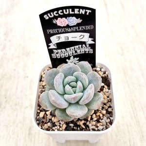 画像2: ●多肉植物 エケベリア チョーク 2.5寸苗