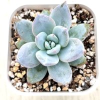 ●多肉植物 エケベリア サンガ 2.5寸苗