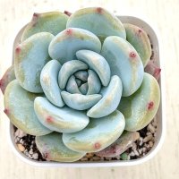 ●多肉植物 エケベリア モナリザ 2.5寸苗