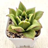 ●多肉植物 エケベリア ローズマリア 2.5寸苗