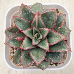画像1: ●多肉植物 エケベリア モノケロティス 2.5寸苗