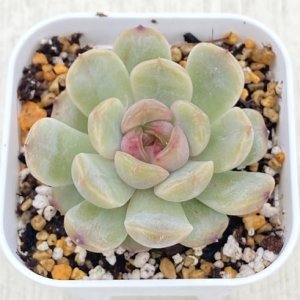 画像1: ●多肉植物 エケベリア レッドラバー 2.5寸苗