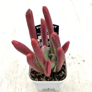 画像2: ●多肉植物 カランコエ ファイアーフォックス 2.5寸苗
