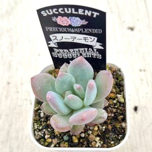 画像2: ●多肉植物 エケベリア スノーデーモン 2.5寸苗