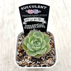 画像2: ●多肉植物 エケベリア パンドラ 2.5寸苗