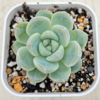 ●多肉植物 エケベリア K18 2.5寸苗