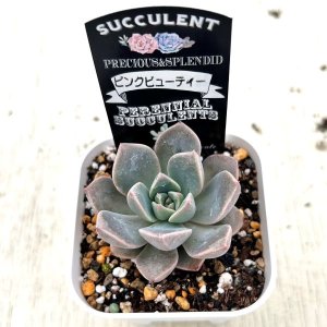 画像2: ●多肉植物 エケベリア ピンクビューティー 2.5寸苗
