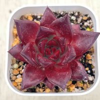 ●多肉植物 エケベリア アガボイデス エボニーブラックジュース 2.5寸苗