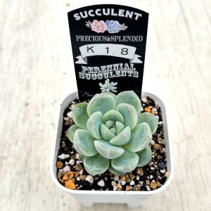 画像2: ●多肉植物 エケベリア K18 2.5寸苗