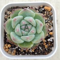 ●多肉植物 エケベリア ホワイトプルドシュガー 2.5寸苗