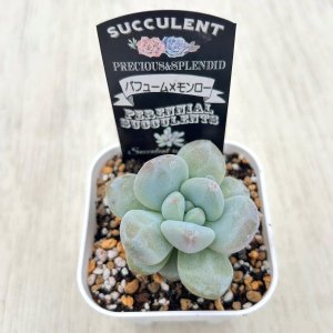 画像2: ●多肉植物 エケベリア パフューム×モンロー 2.5寸苗