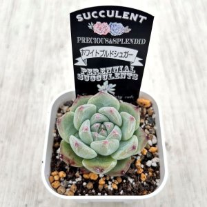 画像2: ●多肉植物 エケベリア ホワイトプルドシュガー 2.5寸苗