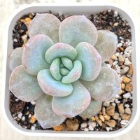 ●多肉植物 エケベリア スノーハイビスカス 2.5寸苗