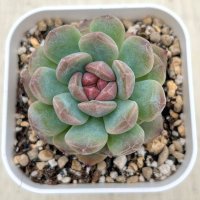 ●多肉植物 エケベリア ストロベリーアイスクリスタル 2.5寸苗