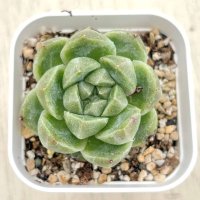 ●多肉植物 エケベリア グリーンラム 2.5寸苗