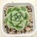 画像1: ●多肉植物 エケベリア グリーンラム 2.5寸苗 (1)