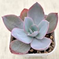 ●多肉植物 エケベリア カンテ 2.5寸苗