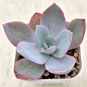 画像1: ●多肉植物 エケベリア カンテ 2.5寸苗