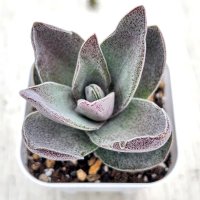 多肉植物 クラッスラ アルバ ガーネットロータス 2.5寸苗