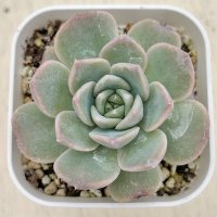 ●多肉植物 エケベリア シュガーピンクハート 2.5寸苗