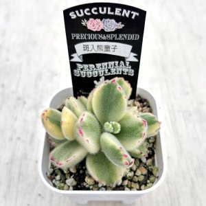 画像2: 多肉植物 コチレドン 斑入熊童子 2.5寸苗