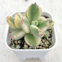 多肉植物 コチレドン 斑入熊童子 2.5寸苗