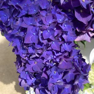 画像2: ハイドランジア ディープパープル ディープレッド（翌年開花株）