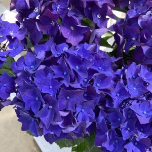 画像1: ハイドランジア ディープパープル ディープレッド（翌年開花株）