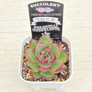 画像2: ●多肉植物 エケベリア ベロニカ 2.5寸苗