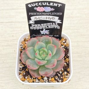 画像2: ●多肉植物 エケベリア ルビーHyb 2.5寸苗