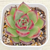 ●多肉植物 エケベリア ベロニカ 2.5寸苗