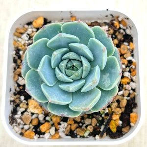 画像1: ●多肉植物 エケベリア グリーントレジャーボトル 2.5寸苗