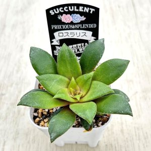 画像2: 多肉植物 クラッスラ オルビキュラリス ロスラリス 2.5寸苗