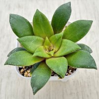多肉植物 クラッスラ オルビキュラリス ロスラリス 2.5寸苗