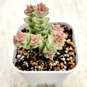 画像1: ●多肉植物 クラッスラ パステル 2.5寸苗