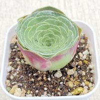 ●多肉植物 アエオニウム グリーノビア・オーレア 2.5寸苗