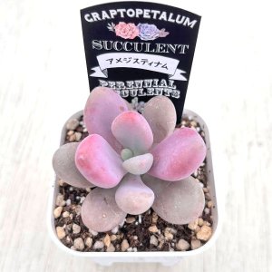 画像2: ●多肉植物 グラプトペタルム アメジスティナム 2.5寸苗